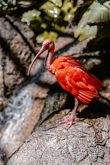 pták, scarlet ibis, zoo, zvíře, Příroda, volně žijících živočichů, teplý, Červené, den, zelená, textura