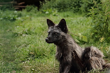 fox, arctic Fox, fuchs, predator, wild, mammal, zoo, wildlife, park, fur, carnivore
