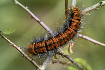 caterpillar, blackberry Moth, butterfly, insect, larva, gluttonous, close Up, hairy, plant, branch, nature
