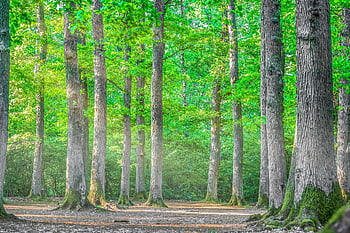 forest, nature, landscape, mood, sunbeams, spring, trees, deciduous Forest, forest Path, fog, haze