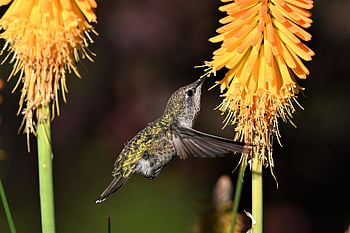colibrì di Anna, colibrì, uccello, fiori, becco, sfondo di fiori, Ali, piume, animale, natura, aviaria