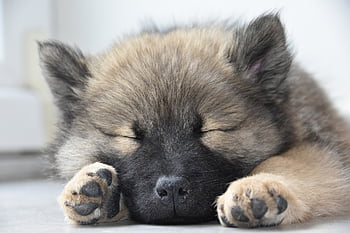 eurasier, dog, puppy, nature, young Eurasier, young Dog, pup, pet, animal, canine, mammal