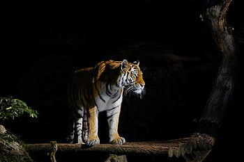 tiger, dyr, dyreliv, rovdyr, vild kat, natur, feline, pattedyr, dyr fotografering, Zoo, Tiergarten
