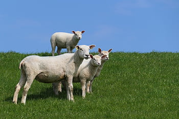 sheep, pasture, meadow, green, dike, north Sea, coast, lamb, family, together, graze