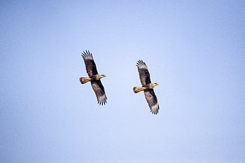 birds, flying, animal, feather, nature, wildlife, wing, flight, fly, isolated, blue