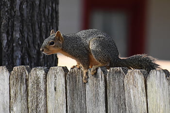 squirrel, rodent, wildlife, mammal, nature, foraging, animal, outdoors, forging