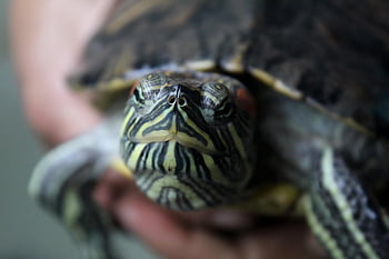 tartaruga, conchiglia, animali, natura, rettile, tartarughe, lento, fauna, verde