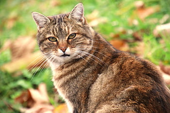 Porträt einer Katze, Tier, katzenartig, aussehen, Schnurrbart, gestromt, Natur, aufmerksam, traurige Augen, Tabby-Katze, Katzenaugen