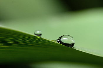 dew, dewdrops, leaf, morning Dew, green, plant, grass, nature, raindrops, water Droplets, water