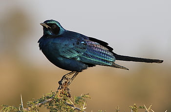 estornino, pájaro, aviar, animal, alas, pico, cola, plumas, plumaje, rama, posado