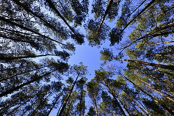 tall green tree, daytime, clear blue sky, serene forest, captivating perspective, tall trees, forest setting, nature, outdoor, landscape, blue sky