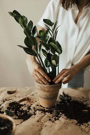 Pot bitkisi düzenleyen kişi, kapalı bahçe, ev bitkili saksı, toprak, bahçecilik uygulaması, pişmiş toprak kap, yeşil yapraklar, eller bahçecilik, bitki bakımı, ev dekoru, kapalı bitkiler