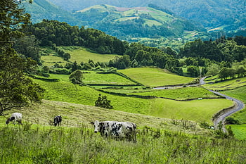 krávy, zelená tráva, pole, malebná krajina, pasoucí se krávy, Jasná letní obloha, venkovské krajiny, Pastorační scéna, kopce, hospodářských zvířat, fotografování přírody