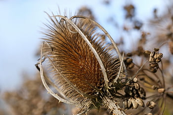 teasel, flower, faded, flower Wallpaper, dried Up, flower Background, wild Teasel, dry Flower, plant, beautiful Flowers, prickly