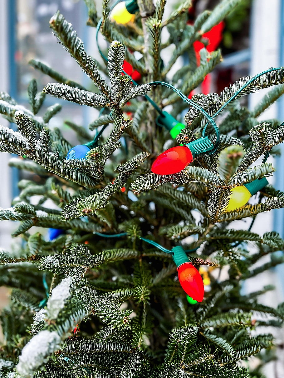 albero di Natale, pino, vacanza, natura, luci, festivo, la neve, allegro, luminosa, albero