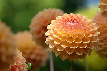 dahlia, peach Flowers, flowers, background, plants, macro, nature, garden, flora, colour, plant
