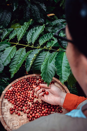Coffea Arabica, ripe coffee cherries, hand holding, basket, green leaves, close-up, coffee harvest, coffee plantation, coffee beans, coffee fruit, coffee picking