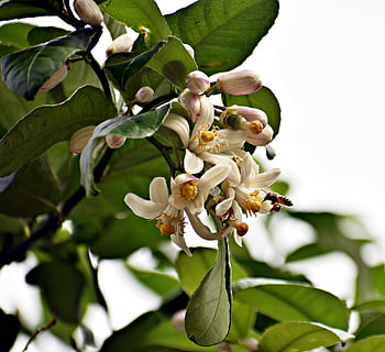 ดอกไม้, ผึ้ง, ช่อลาเวนเดอร์, แมลง, น้ำผึ้ง, ดอกไม้สวย, ธรรมชาติ, สวน, เบ่งบาน, ฤดูใบไม้ผลิ, ปลูก