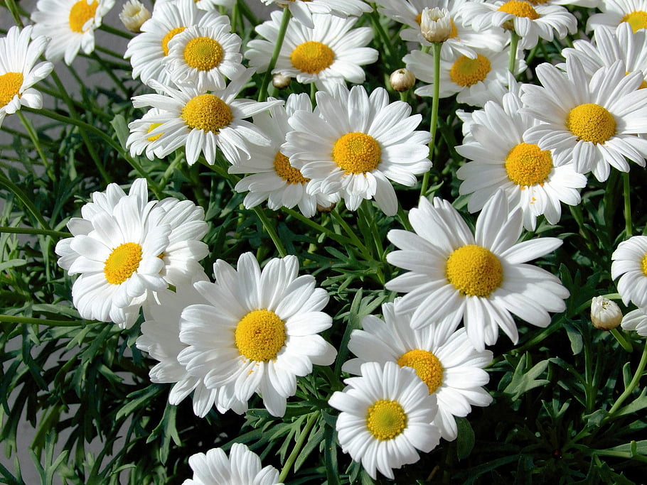 μαργαρίτα, φόντο λουλουδιών, μέγιστο leucanthemum, λουλούδι ταπετσαρία, φύση, λευκό, λουλούδι, όμορφα λουλούδια, κήπος, άνοιξη