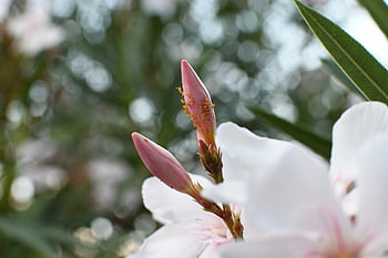 fiori, germoglio, natura, orchidea, carta da parati floreale, pidocchi, bellissimi fiori, sfondo di fiori, afide
