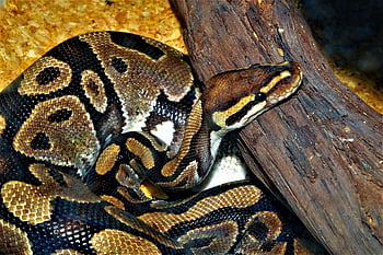 python, snake, terrarium, tropical