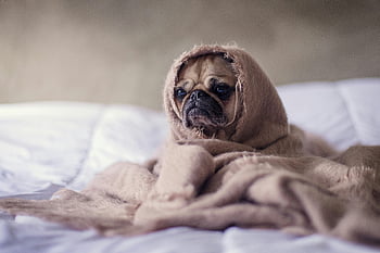 fawn pug, brown cloth, close-up photography, cute pug, wrapped blanket, sleepy pug, adorable pug, indoor bed, pet photography, cozy pug, dog blanket