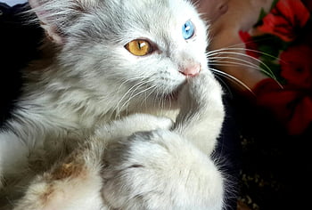gatto bianco, heterochromia, occhi blu, occhi arancioni, gatto adorabile, animale domestico coperto, occhi sbalorditivi, amanti degli animali domestici, gatto birichino, gatto carino, gatto salotto