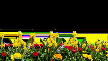 Blume, Natur, Pflanze, Garten, Blumen Hintergrund, schöne Blumen, Frühling, Blumentapete, isoliert, Narzissen, Osterglocken