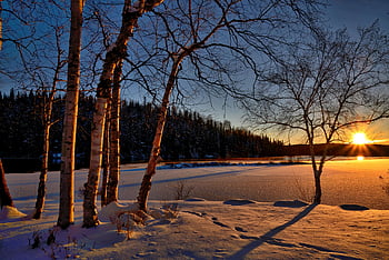 snowy field, golden hour, winter sunset, frozen lake, snow covered trees, serene landscape, winter scenery, sunset shadows, snowy landscape, winter nature, golden light
