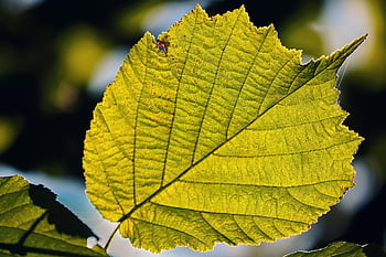 foglia, foglia verde, nervature fogliari, struttura fogliare, avvicinamento, le foglie, natura, pianta, luce, splendente, individualmente