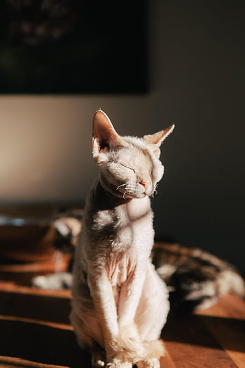 cat, sphinx Cat, nature, kitty, feline, cute, mood, pet, shadow, animal, depression