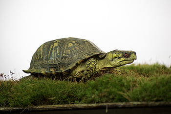 東方、 自然、 ボックスカメ、 カメ、 爬虫類、 動物、 装甲、 池、 野生動物、 緑、 日光浴
