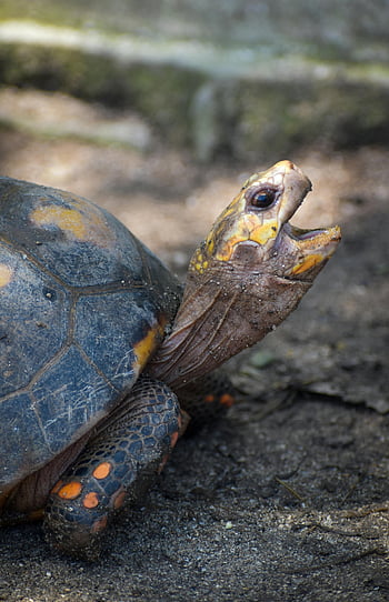 turtle head, close-up, vibrant turtle, shell patterns, dirt surface, detailed photo, turtle shell, turtle face, outdoor turtle, turtle portrait, turtle details