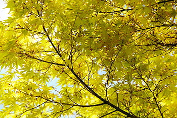 autumnal Tints, autumn Leaves, flower, spring, beautiful, nature, flower Background, summer, pink, petal, flower Wallpaper