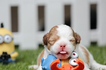 shih tzu mix valp, vit och brun valp, minion leksak, grönt gräs, färgglada leksaker, söt valp, utomhus lek, staketbakgrund, lekfull valp, husdjur fotografering, bedårande valp
