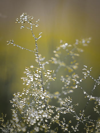 plants, dew, nature, drops, grass, light, depth of field, bokeh, morning dew, natural beauty, water droplets