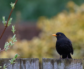 male Uk Blackbird, male Blackbird, blackbird, black Bird, nature, orange Beak, songbird, fence, spring, space For Text, text Space