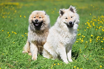 eurasier Vadaboom a Olaf, psů, zvířat, Příroda, savců, psí, přátelé