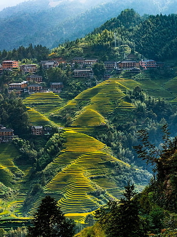 longji Rice Terraces, nature, landscape, rice Fields, fall, town, mountains, trees, forest, autumn, guilin