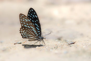 motyl, owad, Skrzydlaty owad, skrzydła motyla, fauna, Natura, ścieśniać, Niebieski szklisty tygrys, Ideopsis Similis, makro, zwierzę