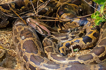 serpente, réptil, natureza, animal, animais selvagens, python, região selvagem, escalas, cobras
