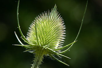 dipsacus, teasel, vegetable, wild Plant, thistle, nature, flora, spiny Plant, floral Background, spent Bloom, close-up Dipsacus