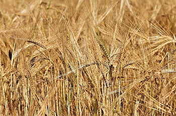 arpa, hububat, mısır tarlası, başak, tahıl, alan, doğa, ekin, tarım, hasat, bitki