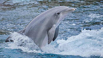 delfino, animale, mammifero, spettacolo dei delfini, natura, prestazione, acqua, nuotare, mammifero marino, zoo, tiergarten