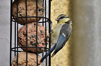 blå tit, fugl, dyr, fjer, fjerdragt, næb, regning, Fuglekiggeri, ornitologi, dyr verden, natur