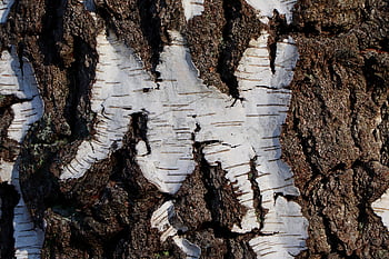 Březová kůra, Příroda, Bříza cukrová, kůra stromu, kůra, bříza, struktura, textura, strom