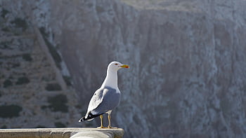 cap De Formentor, laptop Wallpaper, mallorca, gull, bird, rock, free Background, Wallpaper 1920x1080, cliff, full Hd Wallpaper, beautiful Wallpaper
