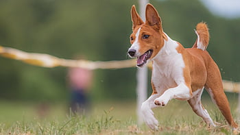 dog, running, field, happy, friendly, active, athletic, competition, course, coursing, animal