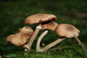 medové houby, houby, mykologie, armillaria mellea, Příroda, les, mech
