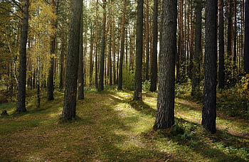 Příroda, les, krajina, borovice, stromy, cestovní ruch, Procházka, tajga, divoký, sezóna, podzim